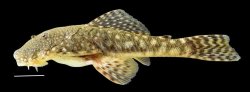 Chaetostoma sp. `RIO CAUCA` - Click for species page